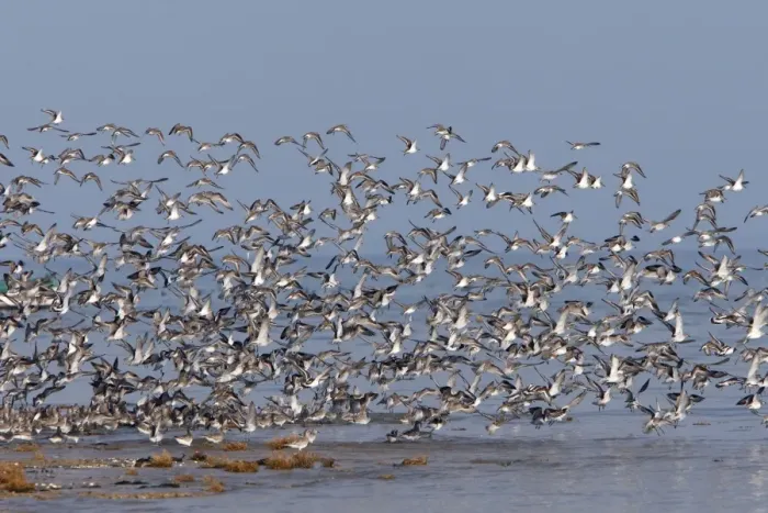 Framed Print : Various Waders: Dunlin - Ringed Plover - Black-tailed Godwit - Red Knot - Curlew - in flight - Poitou charente - France Framed Print : Various Waders: Dunlin - Ringed Plover - Black-tailed Godwit - Red Knot - Curlew - in flight - Poitou charente - France