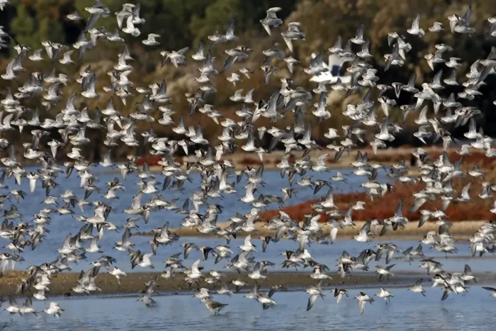 Framed Print : Various Waders - (mainly Dunlin) - in flight - Le Parc Ornithologique du Teich - Arcachon - Bassin d'Arcachon - Gironde - France