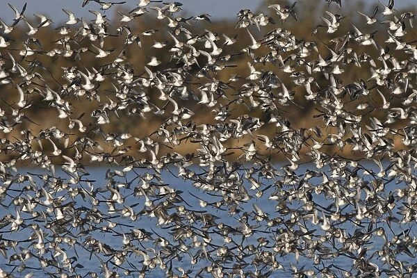 Various Waders - (mainly Dunlin) - in flight - Le Parc Ornithologique du Teich - Arcachon - Bassin d'Arcachon - Gironde - France
