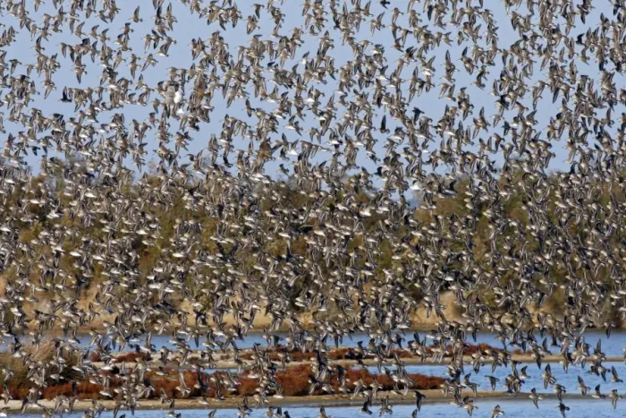 Framed Print : Various Waders - (mainly Dunlin) - in flight - Le Parc Ornithologique du Teich - Arcachon - Bassin d'Arcachon - Gironde - France Framed Print : Various Waders - (mainly Dunlin) - in flight - Le Parc Ornithologique du Teich - Arcachon - Bassin d'Arcachon - Gironde - France