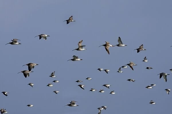 Various Waders: mainly Dunlin and Curlew - in flight - D'oleron - Poitou charente - France