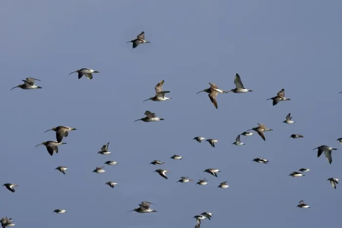 Framed Print : Various Waders: mainly Dunlin and Curlew - in flight - D'oleron - Poitou charente - France Framed Print : Various Waders: mainly Dunlin and Curlew - in flight - D'oleron - Poitou charente - France
