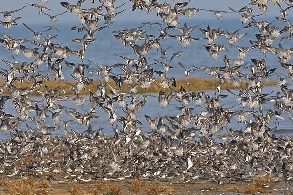Various Waders: mainly Dunlin - in flight - D'oleron - Poitou charente - France