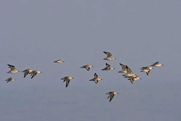 Various Waders: mainly Dunlin - in flight - D'oleron - Poitou charente - France