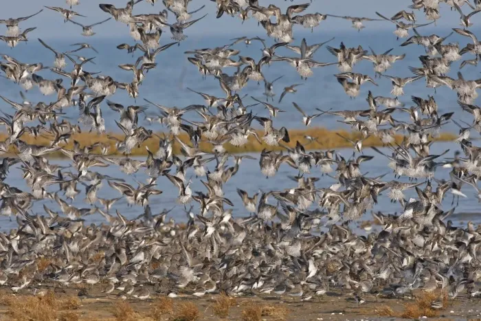 Framed Print : Various Waders: mainly Dunlin - in flight - D'oleron - Poitou charente - France Framed Print : Various Waders: mainly Dunlin - in flight - D'oleron - Poitou charente - France
