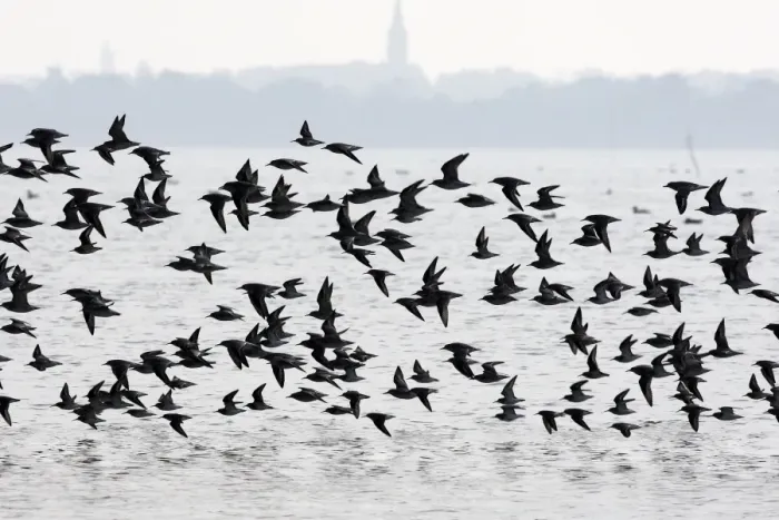 Framed Print : Various Waders: mainly Dunlin - in flight - D'oleron - Poitou charente - France Framed Print : Various Waders: mainly Dunlin - in flight - D'oleron - Poitou charente - France