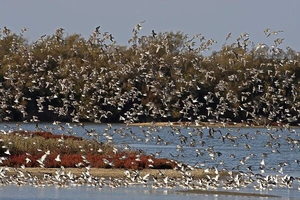 Various Waders (mainly Dunlin) - in flight - Le Parc Ornithologique du Teich - Arcachon - Bassin d'Arcachon - Gironde - France