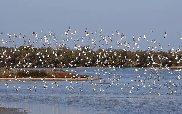 Various Waders (mainly Dunlin) - in flight - Le Parc Ornithologique du Teich - Arcachon - Bassin d'Arcachon - Gironde - France