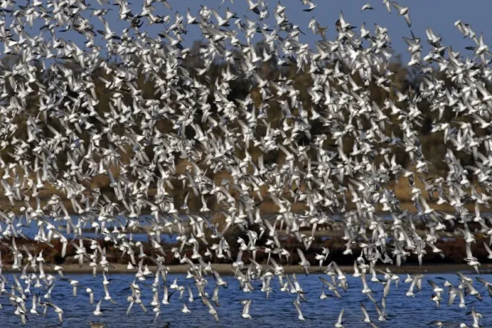 Framed Print : Various Waders: mainly Dunlin - Ringed Plover - Black-tailed Godwit - Red Knot - Curlew - in flight - Le Parc Ornithologique du Teich - Arcachon - Bassin d'Arcachon - Gironde - France Framed Print : Various Waders: mainly Dunlin - Ringed Plover - Black-tailed Godwit - Red Knot - Curlew - in flight - Le Parc Ornithologique du Teich - Arcachon - Bassin d'Arcachon - Gironde - France