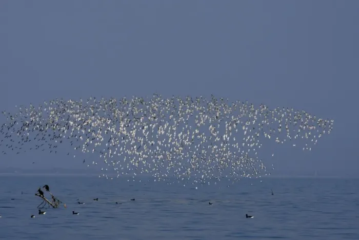 Framed Print : Various Waders: mainly Dunlin - Ringed Plover - Black-tailed Godwit - Red Knot - Curlew - in flight - D'oleron - Poitou charente - France Framed Print : Various Waders: mainly Dunlin - Ringed Plover - Black-tailed Godwit - Red Knot - Curlew - in flight - D'oleron - Poitou charente - France