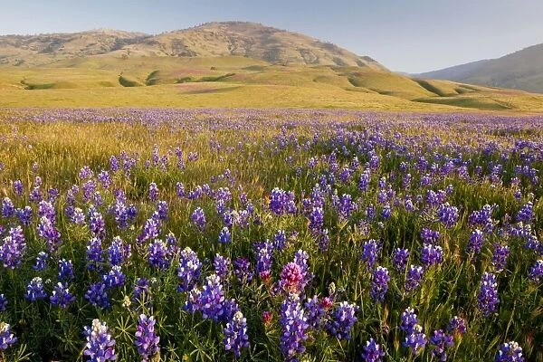 Vast mass of blue lupines at Grapevine, at the foot of the Tehatchapi Mountains, southern California