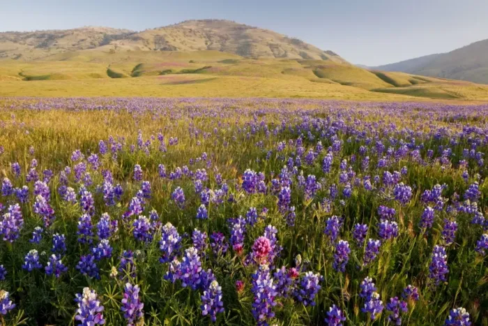 Framed Print : Vast mass of blue lupines at Grapevine, at the foot of the Tehatchapi Mountains, southern California Framed Print : Vast mass of blue lupines at Grapevine, at the foot of the Tehatchapi Mountains, southern California