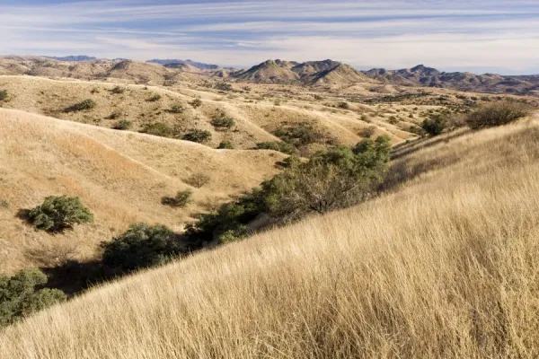 South-east Arizona Savannah Winter Landscape Print, USA. Art