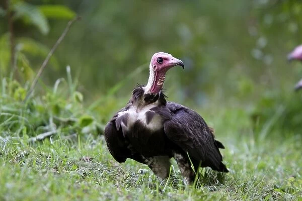 vautour charognard. Ethiopie