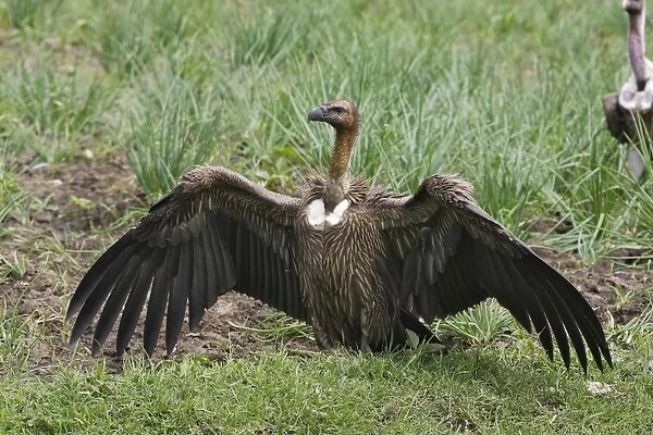 vautour a dos blanc pres d'un cadavre de cheval. Ethiopie