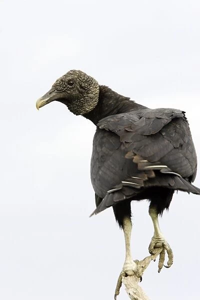 Vautour noir Black Vulture Coragyps atratus
