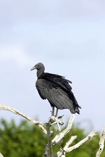 Vautour noir Black Vulture Coragyps atratus