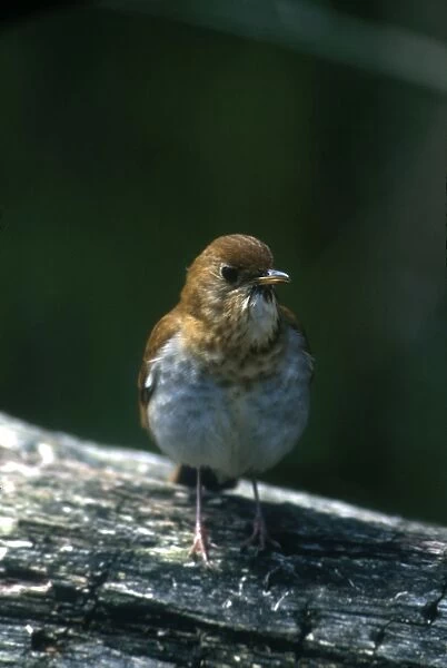 Veery Adult May Long Point, Canada