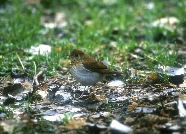 Veery Adult May, Long Point, Canada