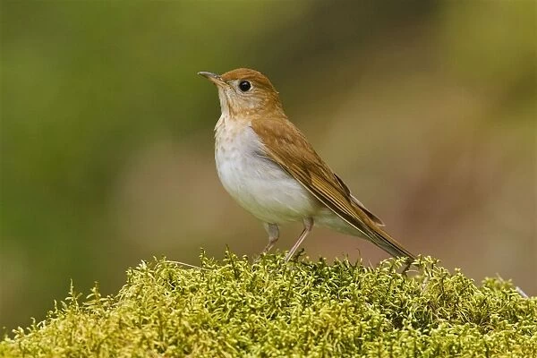 Veery Connecticut USA