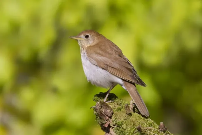 Framed Print : Veery - Spring - Connecticut - USA Framed Print : Veery - Spring - Connecticut - USA