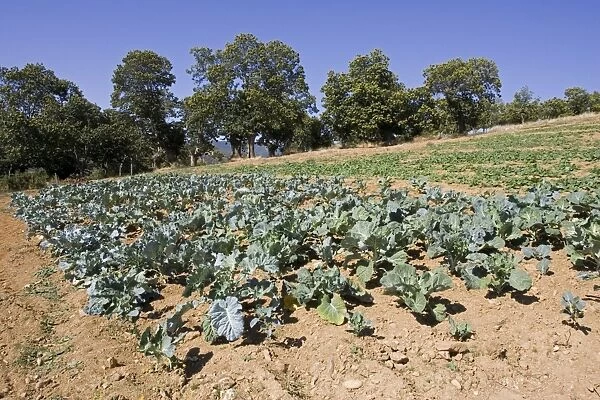 Vegetables growing in Dine village in Montesinho National Park, Tras-on-Montes Portugal