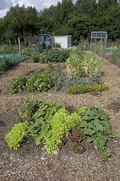 Vegetables growing on well maintained community allotment - Bishops Cleeve Cheltenham - UK