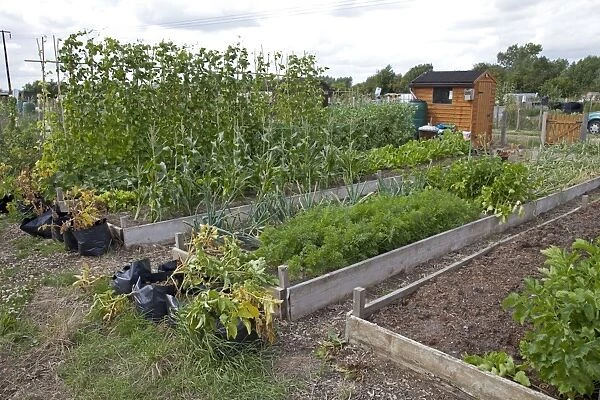Vegetables growing in raised beds on community allotments - Bishops Cleeve - Cheltenham - UK