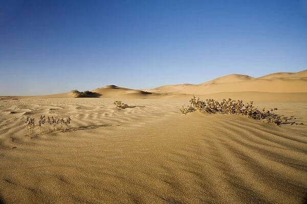 Vegetation growing in the dunes of the Namib Desert Namibia, Africa