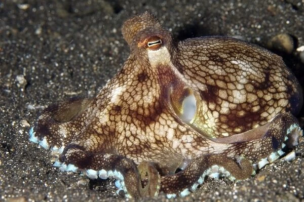 Veined Octopus with bright margin on black sand