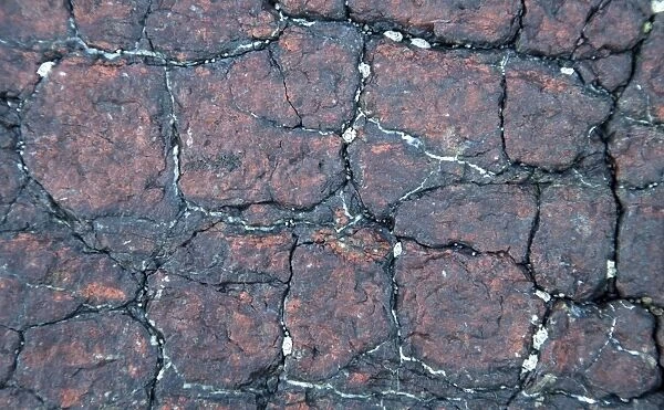 Veins of lizardite - in serpentine - Coverack - Cornwall - UK