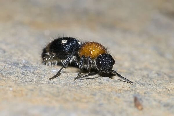 Velvet Ant - female. Parasite of various immature stages of other insects. Grahamstown, Eastern Cape, South Africa