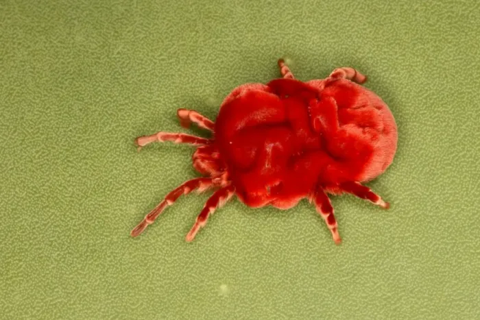 Framed Print : Velvet Mite Framed Print : Velvet Mite