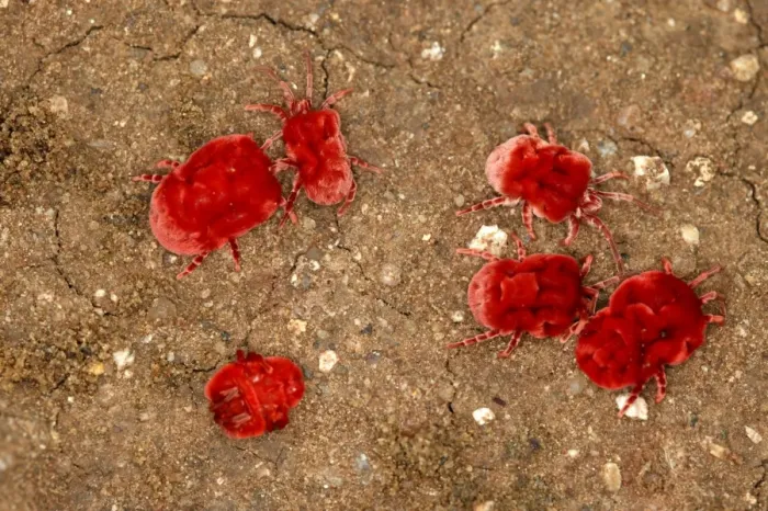 Framed Print : Velvet Mite Framed Print : Velvet Mite