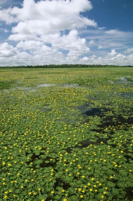 Framed Print : Venezuela FG 9214 Llanos, flooded savana in December © Francois Gohier / ARDEA LONDON Framed Print : Venezuela FG 9214 Llanos, flooded savana in December © Francois Gohier / ARDEA LONDON