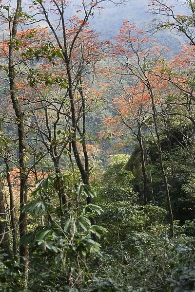 Venezuela - San Isidro Tropical Forest with Bucare Ceibo trees. Andes - Merida