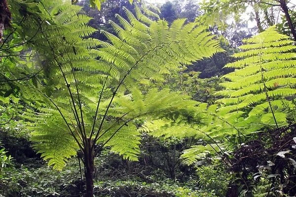 Venezuela - San Isidro Tropical Forest with tree ferns. Andes - Merida