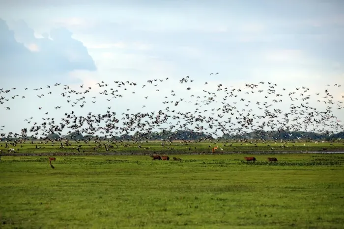 Framed Print : Venezuela - view over Llanos, with birds in flight Framed Print : Venezuela - view over Llanos, with birds in flight