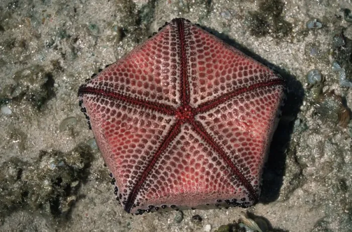 Framed Print : Ventral view of Cushion Star showing pentameric pattern Tanzania Framed Print : Ventral view of Cushion Star showing pentameric pattern Tanzania