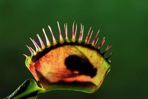 Venus Fly Trap plant - with fly inside