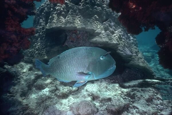 Venus Tusk Fish - A large Wrasse who feeds by digging holes in coral rubble. Heron Island, Great Barrier Reef. Western Pacific FIS-094
