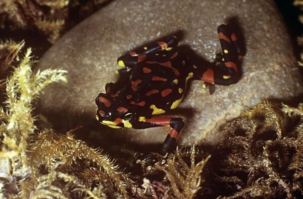 Veragoa Stubfoot Toad - on stone, Also known as Harlequin frog
