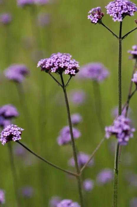 Framed Print : Verbena - against meadow grasses. La Vendee region, France. June Framed Print : Verbena - against meadow grasses. La Vendee region, France. June