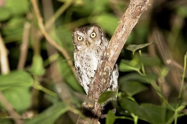 Vermiculated Screech Owl. La Bajada, Mexico in March