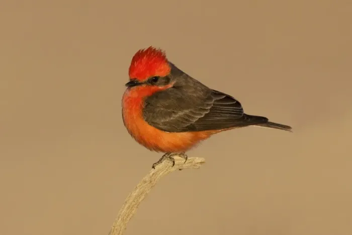 Framed Print : Vermilion Flycatcher Framed Print : Vermilion Flycatcher