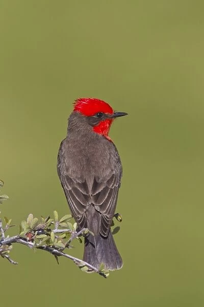 Vermilion Flycatcher - adult male - March - Southeast Arizona - USA