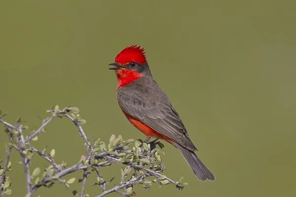Vermilion Flycatcher - adult male - singing - March - Southeast Arizona - USA