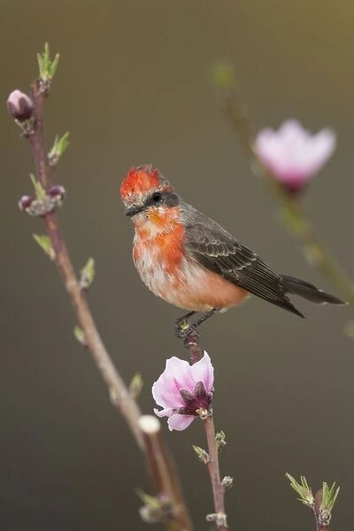 Vermilion Flycatcher - molting male - March - Arizona - USA