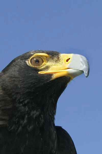 Verreaux's Eagle South Africa