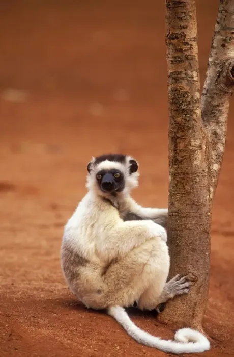 Framed Print : Verreaux's Sifaka Endemic. Berenty, Madagascar Framed Print : Verreaux's Sifaka Endemic. Berenty, Madagascar
